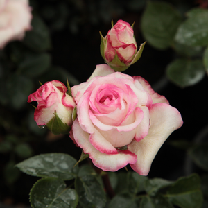 Pоза Хандел - бяло - розов - Рози Флорибунда
